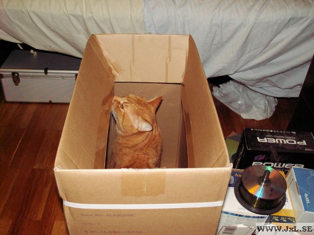 Katt i lda