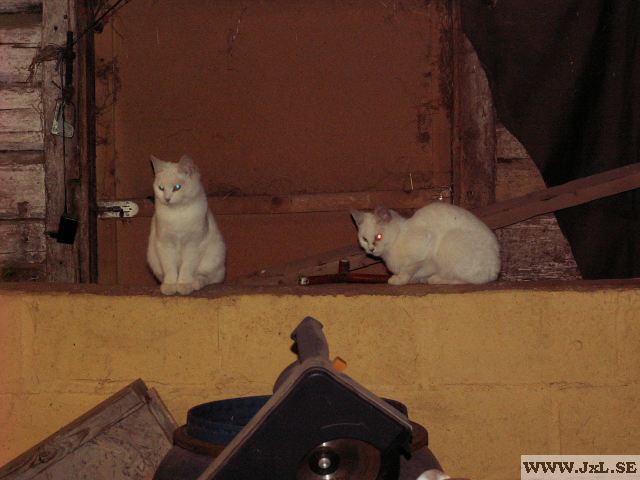 2 Katter som sitter p� en mur
