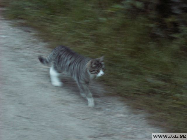 Katt som springer