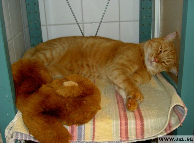 Katt som sover