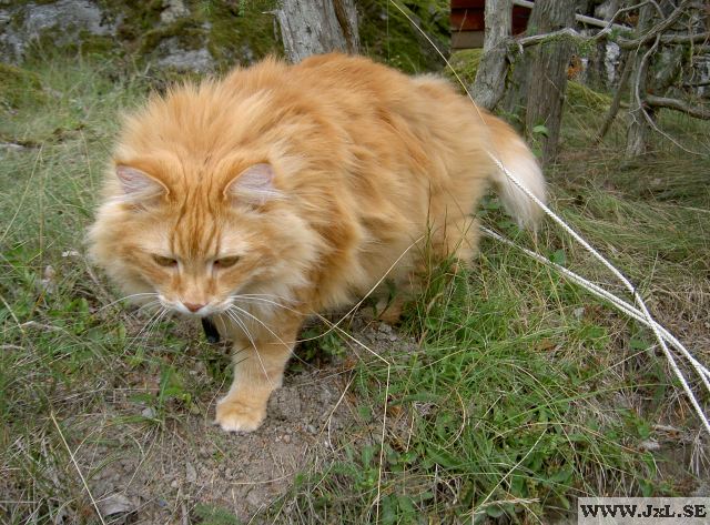 Katt i skog
