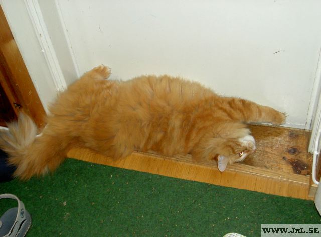 Katt vid dörr