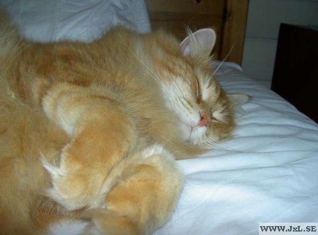Katt som sover